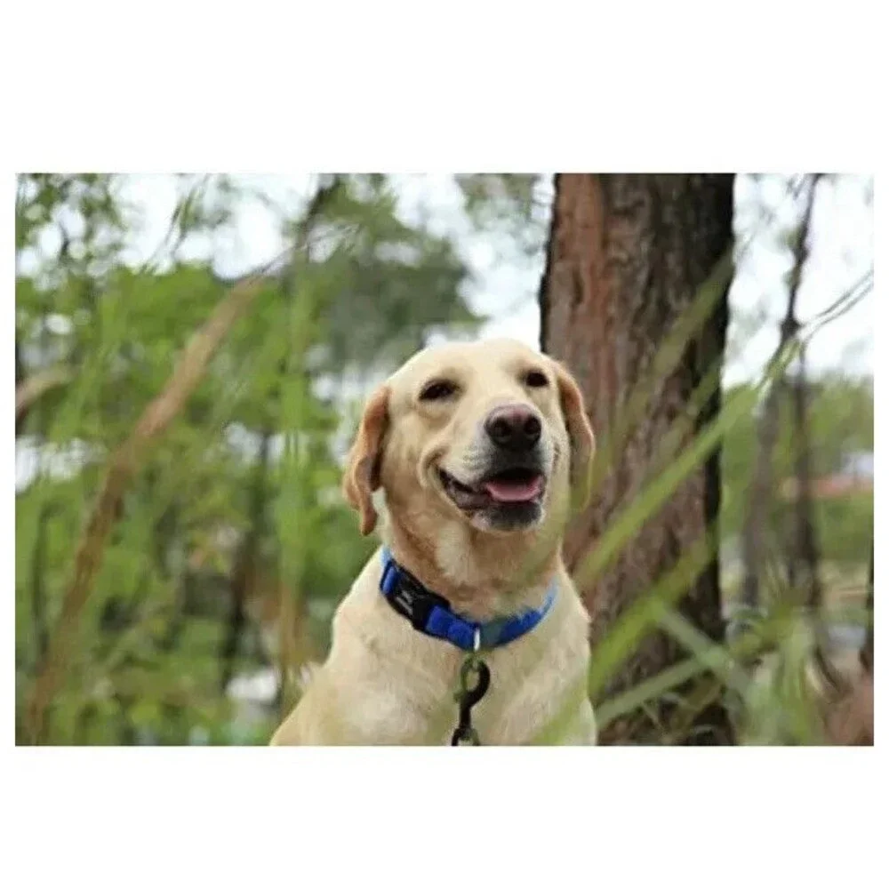 Maxpower Planet Reflective Dog Collar Breathable Soft Padded Adjustable Large Ne